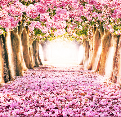 CHERRY BLOSSOM  BACKDROP - Twins Print